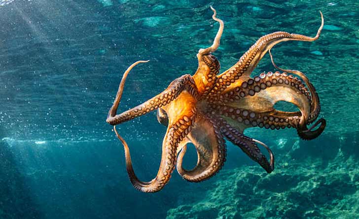 octopus
