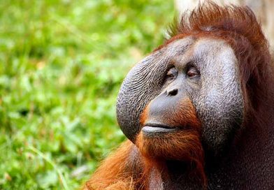 orangutan
