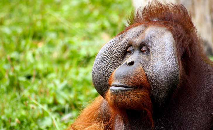 orangutan